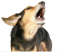 image of barking dog