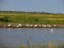 image of birds in quivira wetlands