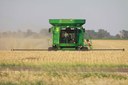 Wheat Harvest    Combine in the field
